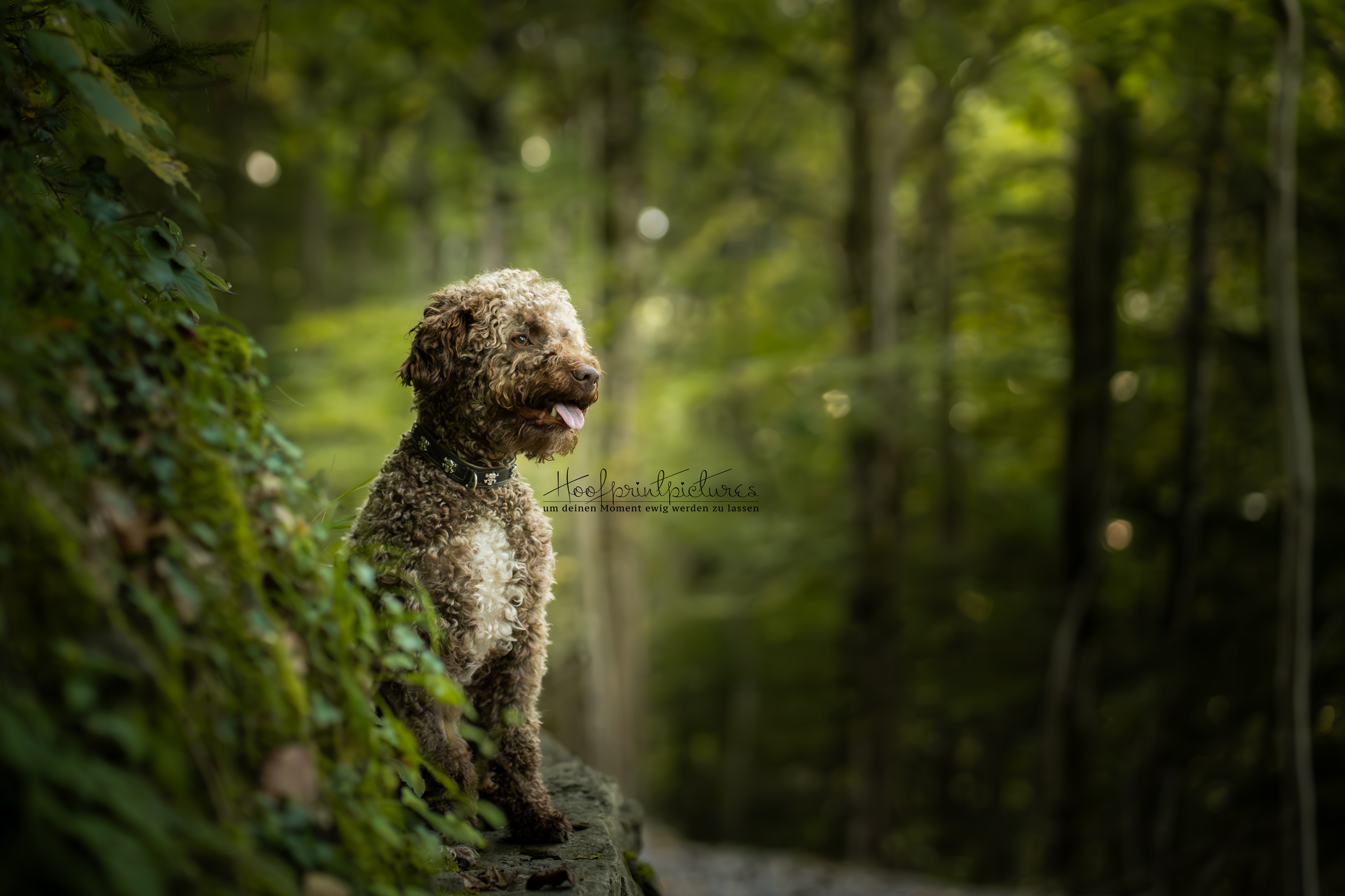 Lagotto Romagnolo Tasco auf bemoosten Felsen im Wald