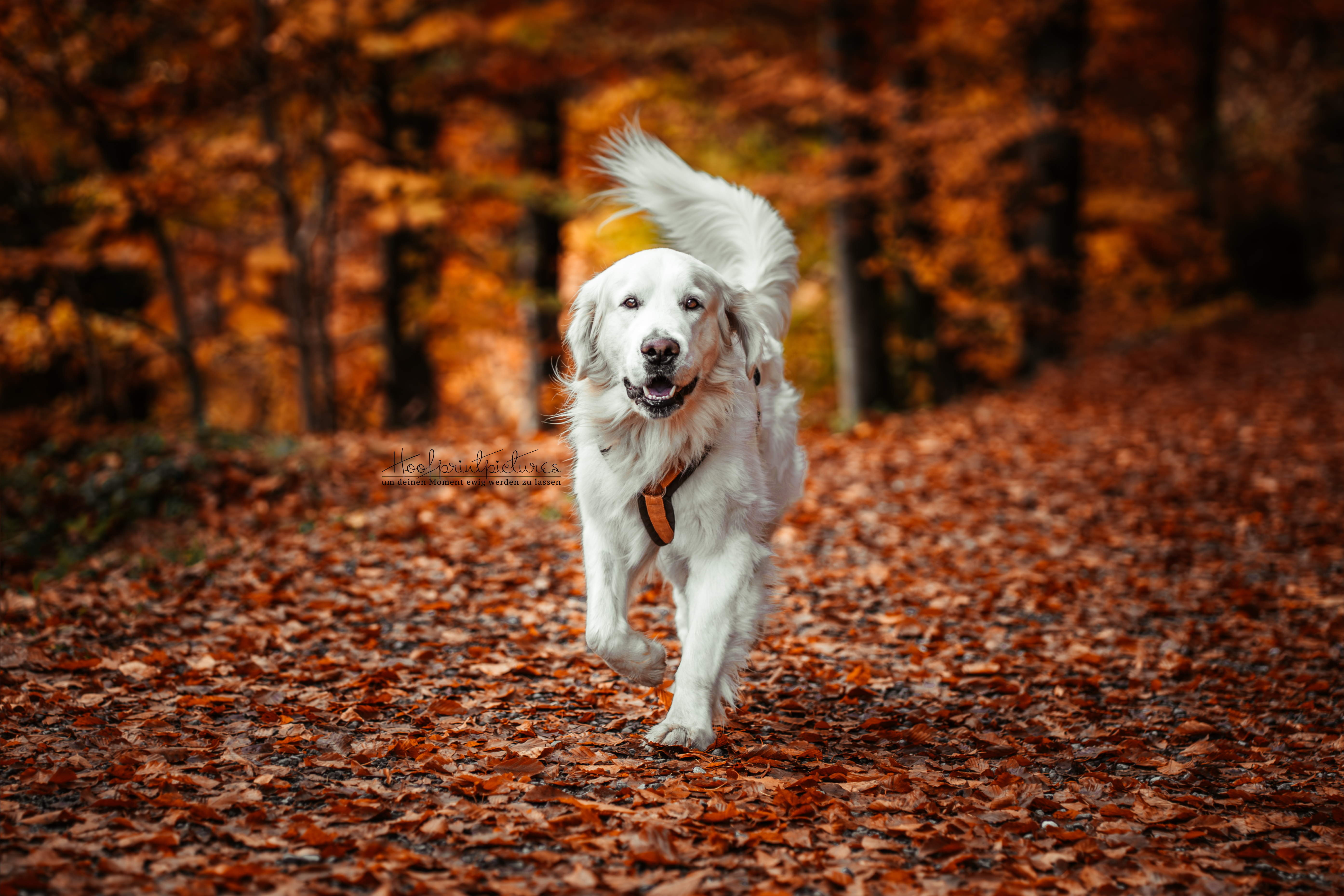 Golden Retriever Pelle läuft freudig durch buntes Herbstlaub – Hundefotografie Schweiz