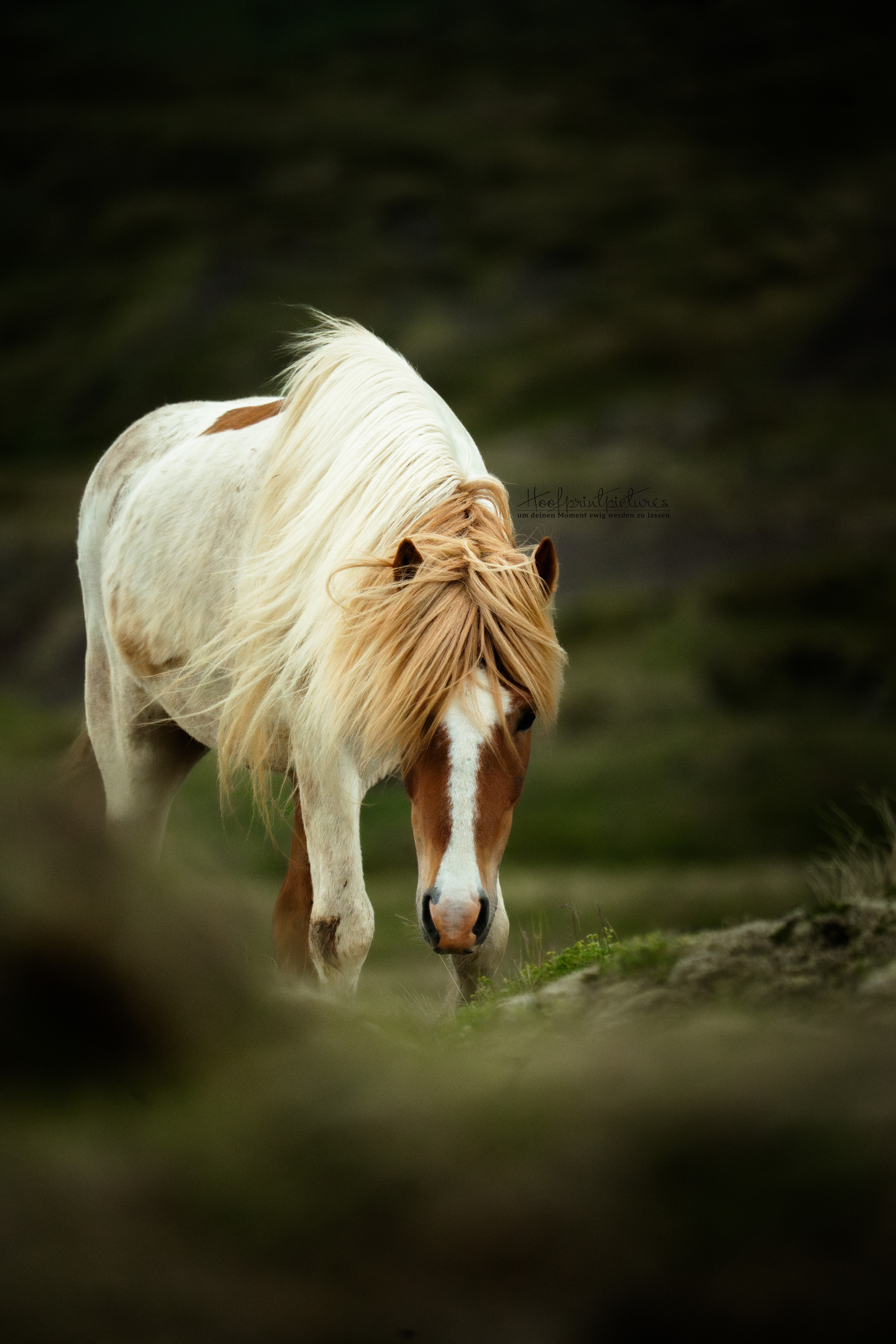 Weisses Pferd galoppiert im Herbstwald – Pferdefotografie Berner Oberland